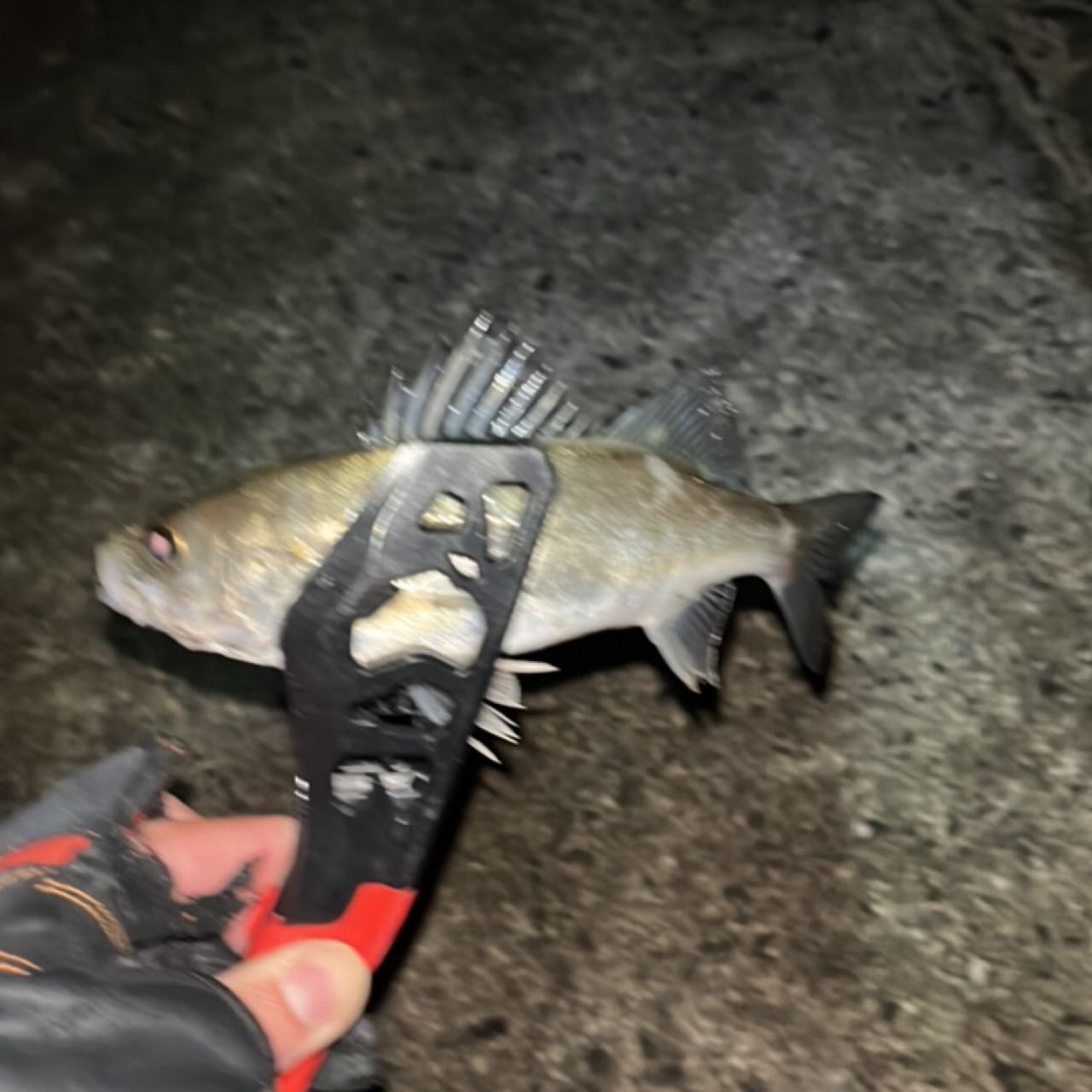 セイゴ（マルスズキ）