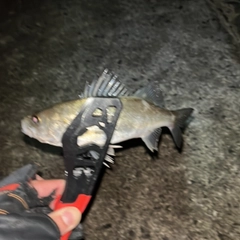 セイゴ（マルスズキ）の釣果