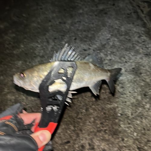 セイゴ（マルスズキ）の釣果