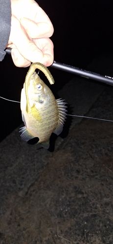 ブルーギルの釣果