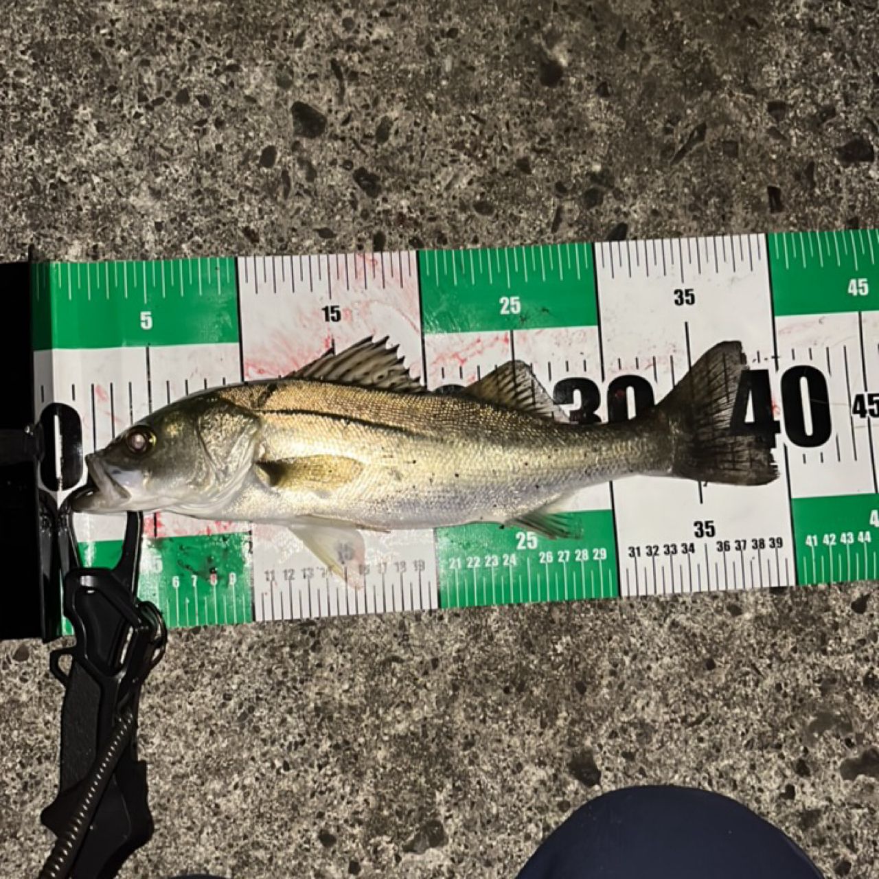 フッコ（マルスズキ）