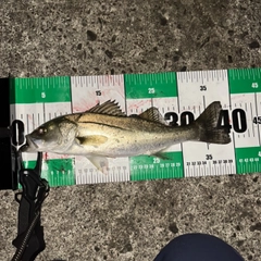 フッコ（マルスズキ）の釣果