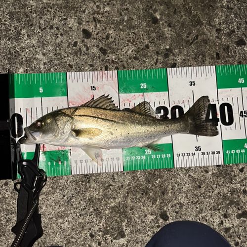 フッコ（マルスズキ）の釣果