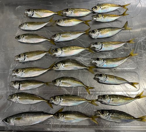 シーサイドコスモ釣り解放区