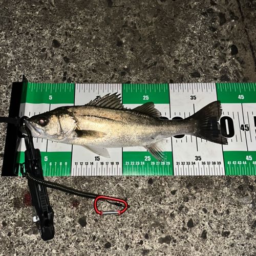 フッコ（マルスズキ）の釣果