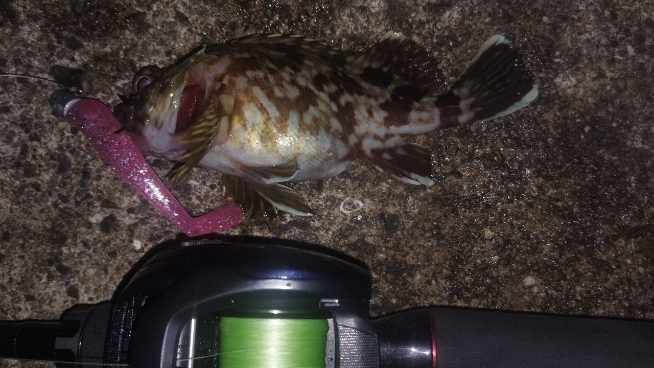 DAIWA 22HRF® (ハードロックフィッシュ) 83MB・Qの最安値・インプレ