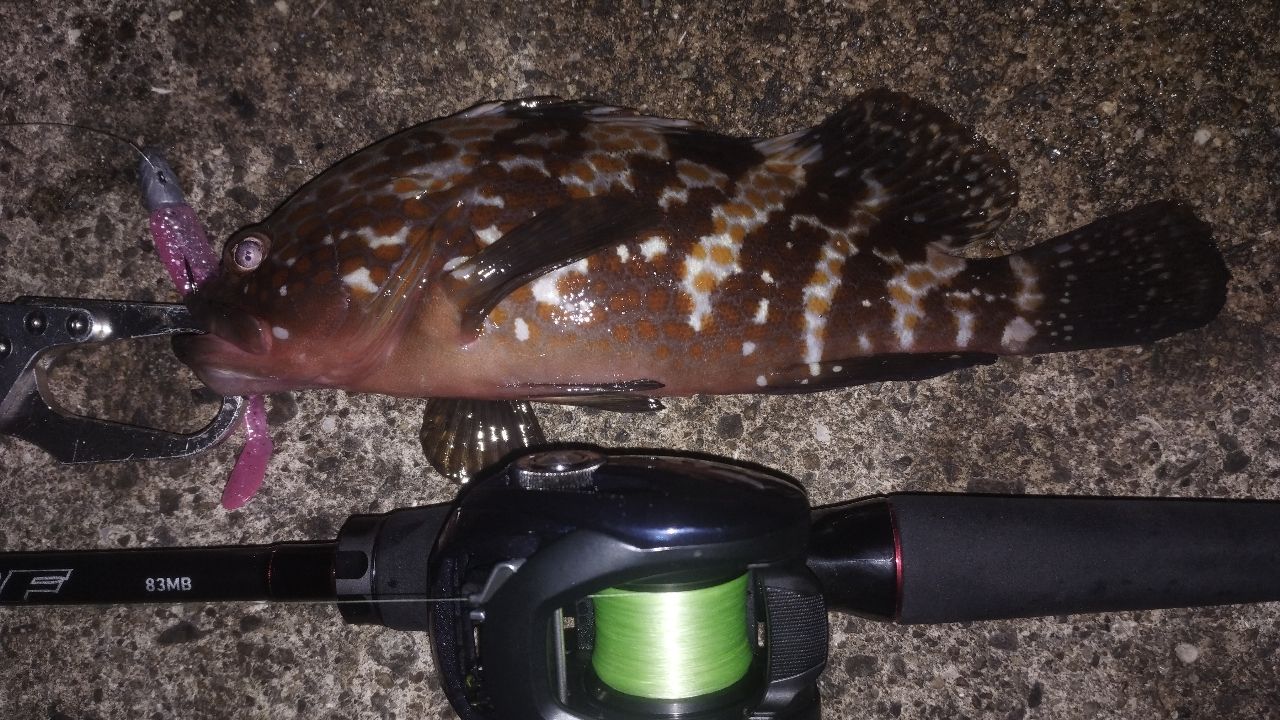 ロッド 22HRF 83MH 楽天市場】ダイワ 22 HRF 83MH・Q 8.3ft 2ピース スピニング 05801611