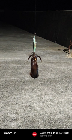 アオリイカの釣果