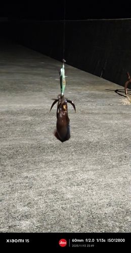 アオリイカの釣果