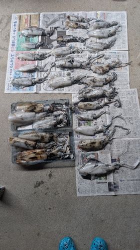 アオリイカの釣果