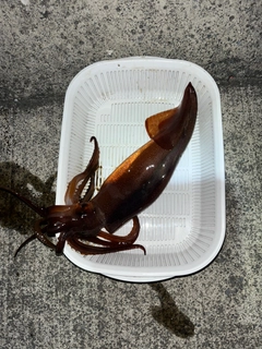 スルメイカの釣果