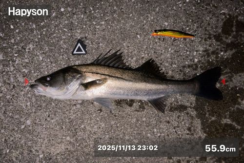 シーバスの釣果