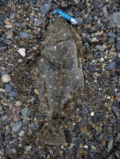 ヒラメの釣果