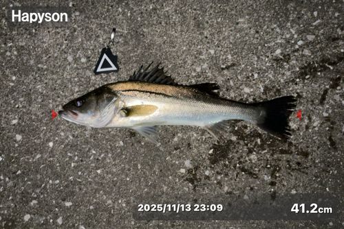 シーバスの釣果