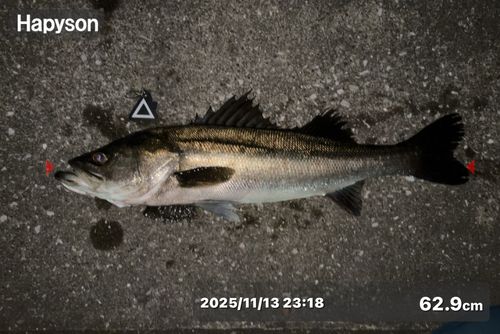 シーバスの釣果