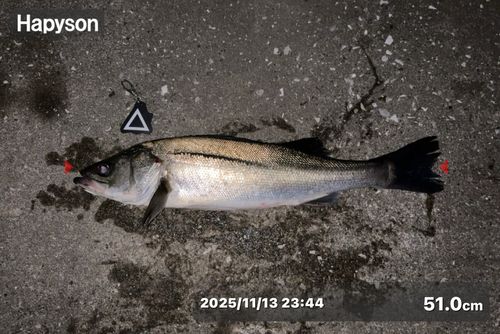 シーバスの釣果