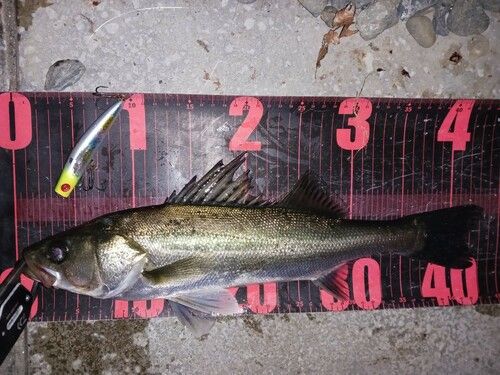 シーバスの釣果