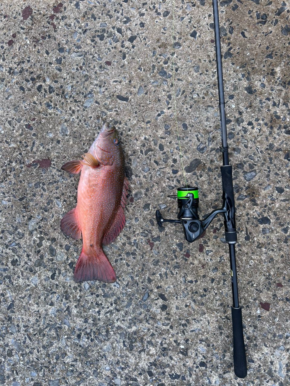 SHIMANO 18ディアルーナ S96MLの最安値・インプレ・釣果 | 本音の