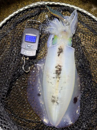 アオリイカの釣果