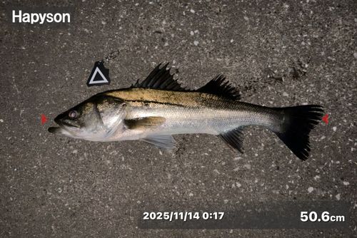 シーバスの釣果