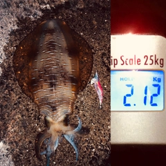 アオリイカの釣果