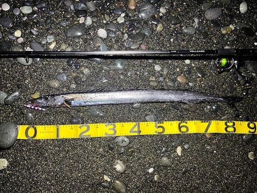 クロシビカマスの釣果