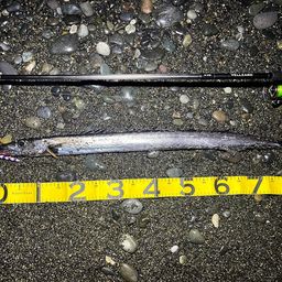 クロシビカマス