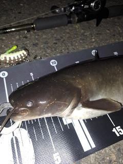 ナマズの釣果