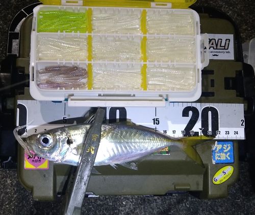 マアジの釣果