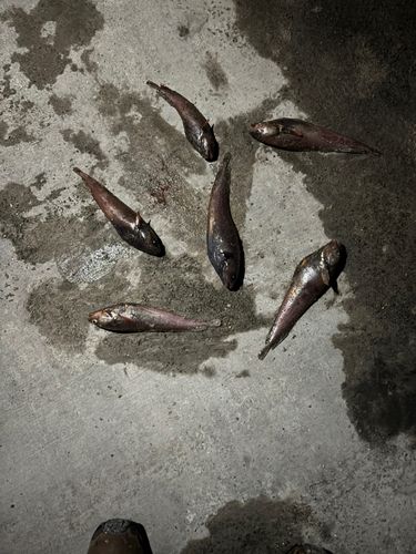 キラキラ公園（苫小牧西港）