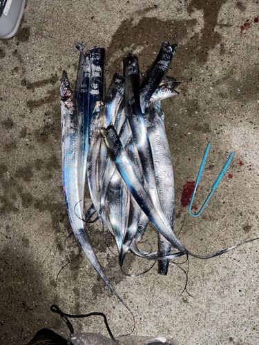 タチウオの釣果