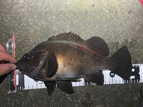 小名浜港市場前