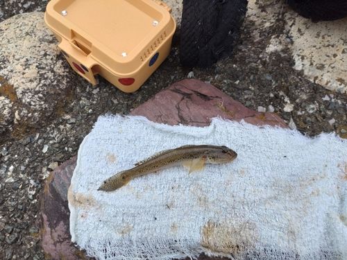 マハゼの釣果