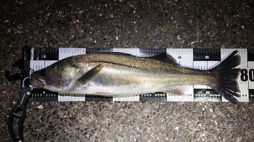 シーバスの釣果