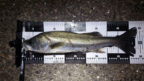 養老川臨海公園