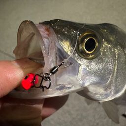 セイゴ（マルスズキ）