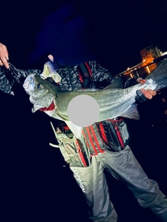 ヒラスズキの釣果