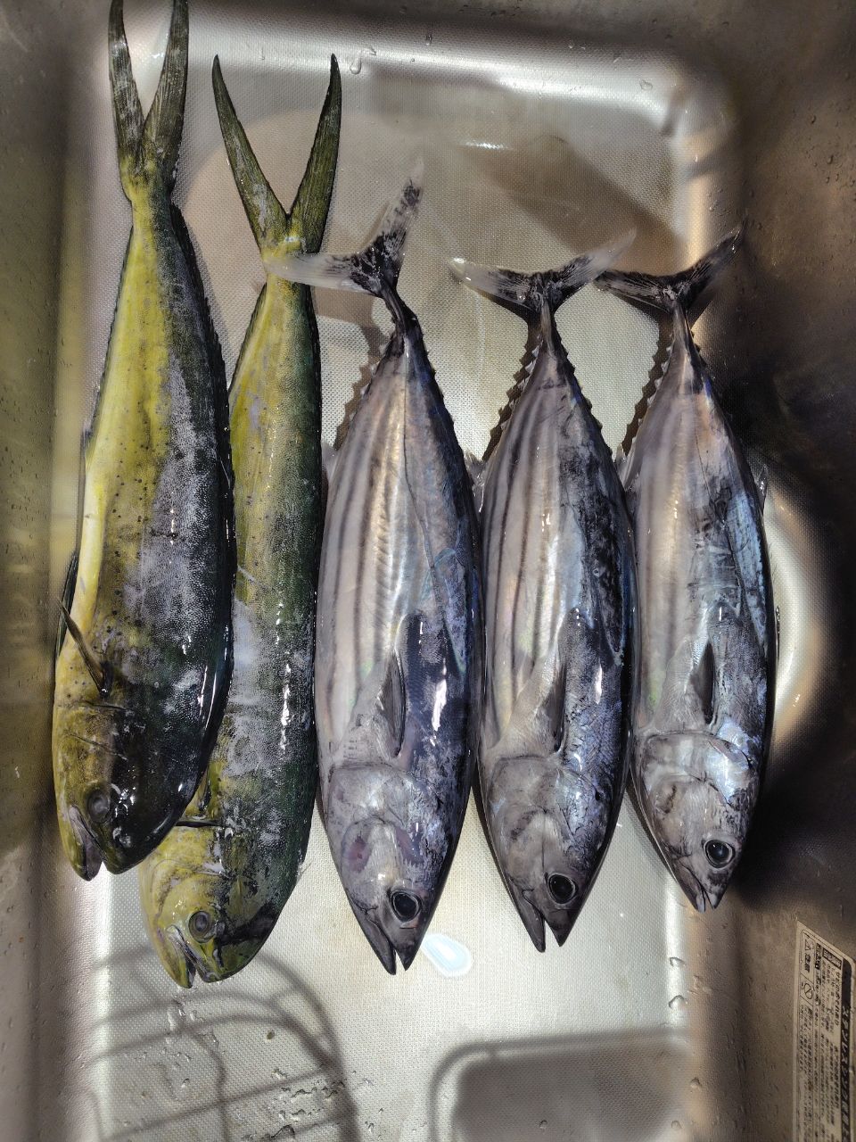 kool01_jpさんの釣果 1枚目の画像