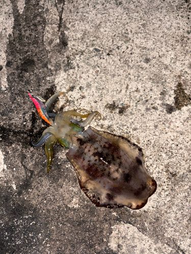 アオリイカの釣果