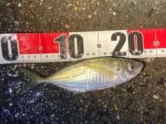 マアジの釣果