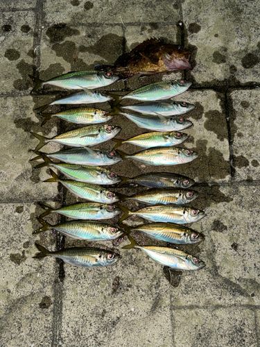 アジの釣果