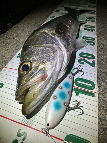 シーバスの釣果