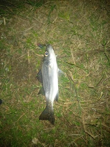 ヒラスズキの釣果