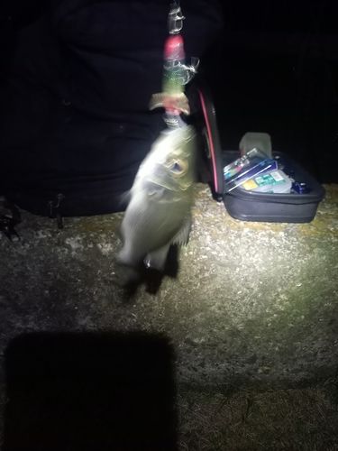 ヒラスズキの釣果