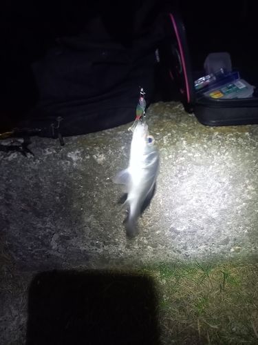 ヒラスズキの釣果