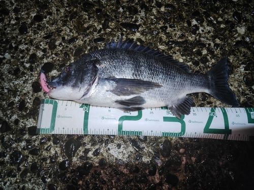 クロダイの釣果