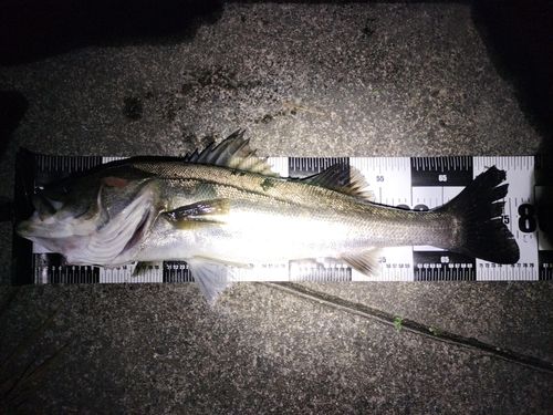 シーバスの釣果