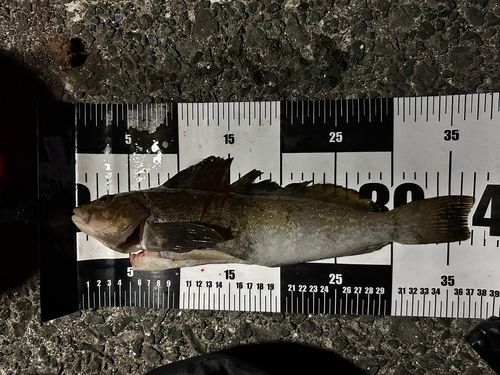 アイナメの釣果