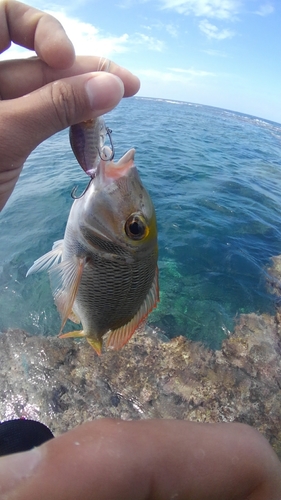 イソフエフキの釣果