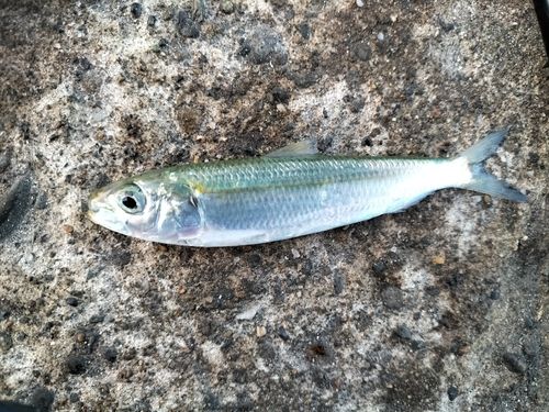 カタボシイワシの釣果